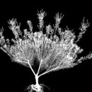 Diosma flowering plant, X-ray. This plant is also known as Coleonema.