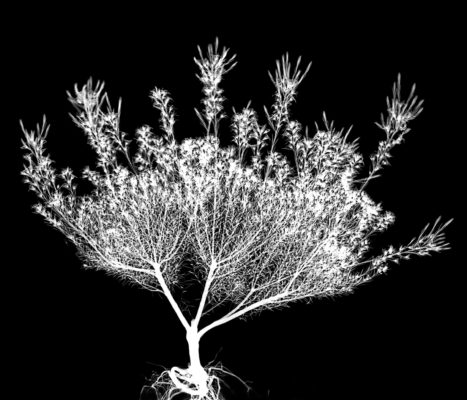 Diosma flowering plant, X-ray. This plant is also known as Coleonema.