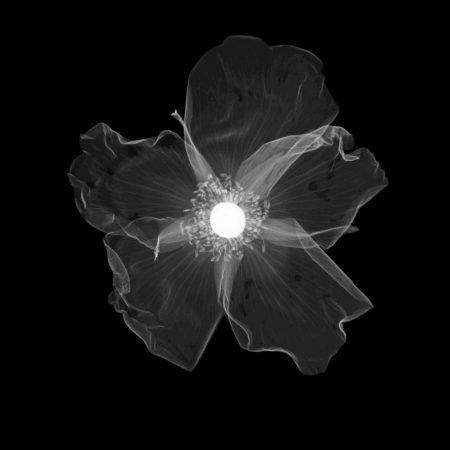 Rose (Rosa sp.) flower, X-ray.