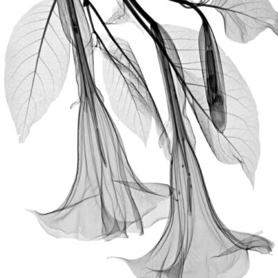 Datura sp. flowers, coloured X-ray.